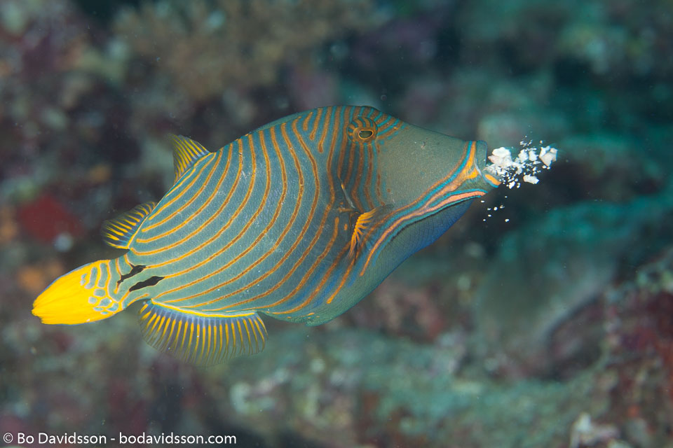 BD-130709-Maldives-9917-Balistapus-undulatus-(Park.-1797)-[Orange-lined-triggerfish.-Orangestrimmig-tryckarfisk].jpg